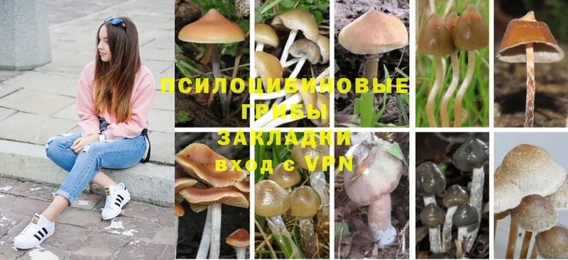 купить  сайты  Орск  Галлюциногенные грибы GOLDEN TEACHER 